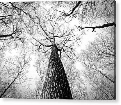 Bark - Acrylic Print