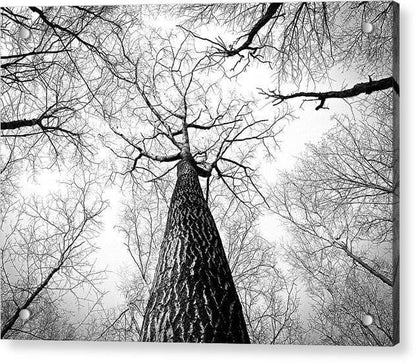 Bark - Acrylic Print