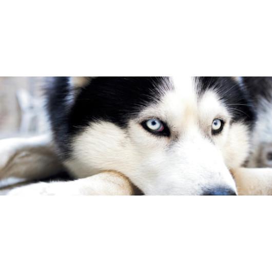 Siberian Husky Cute Coffee Mug 11 ounce - Let's Print Big