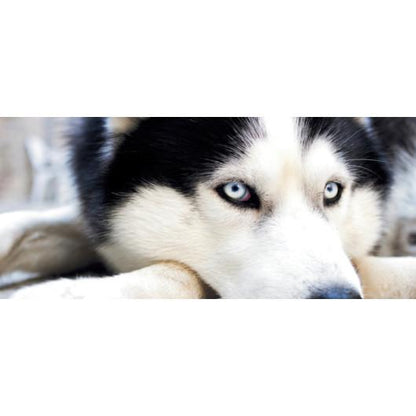 Siberian Husky Cute Coffee Mug 11 ounce - Let's Print Big