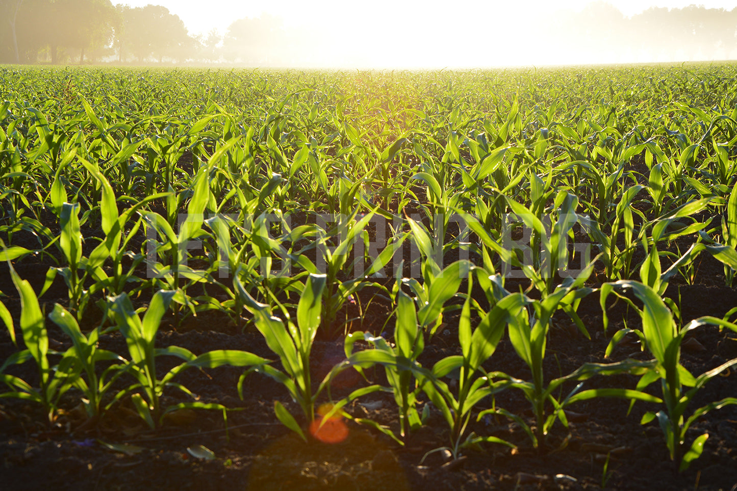 Fog Over Corn Field Custom Designed Wallpaper