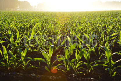 Fog Over Corn Field Custom Designed Wallpaper