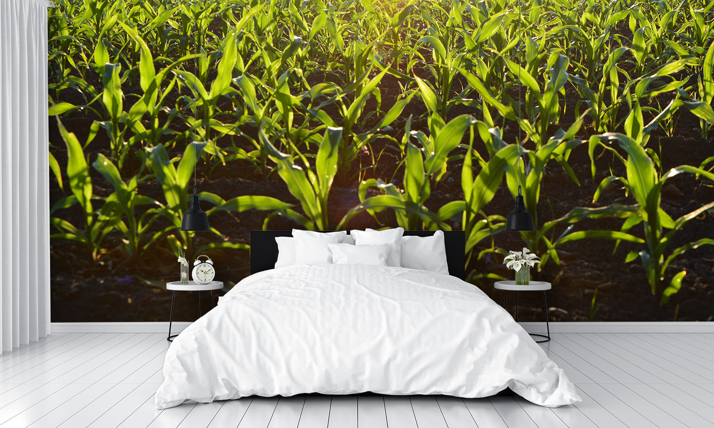 Fog Over Corn Field Custom Designed Wallpaper