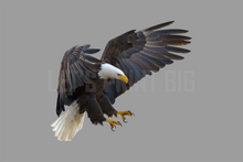 Bald Eagle 1 Large Wall Decal
