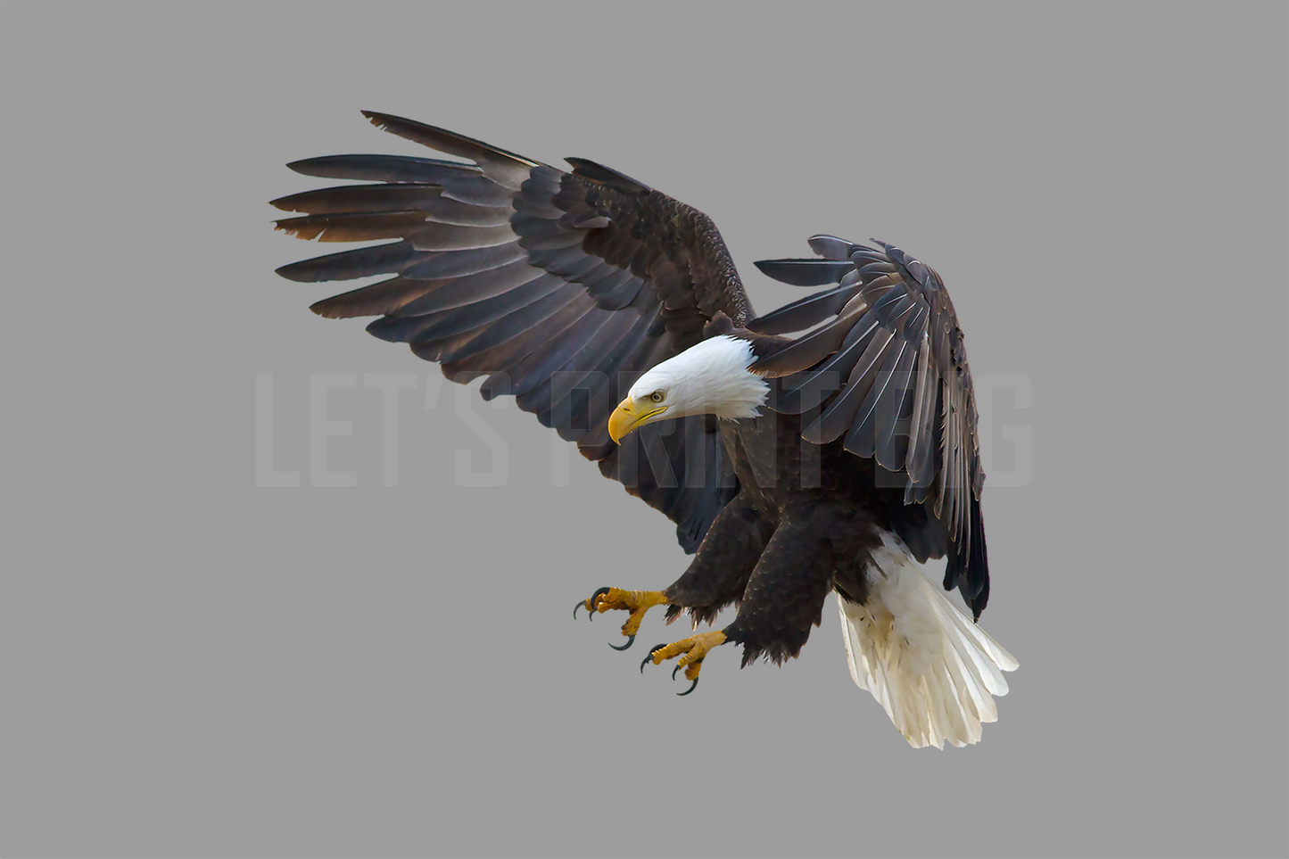 Bald Eagle 1 Reversed Large Wall Decal