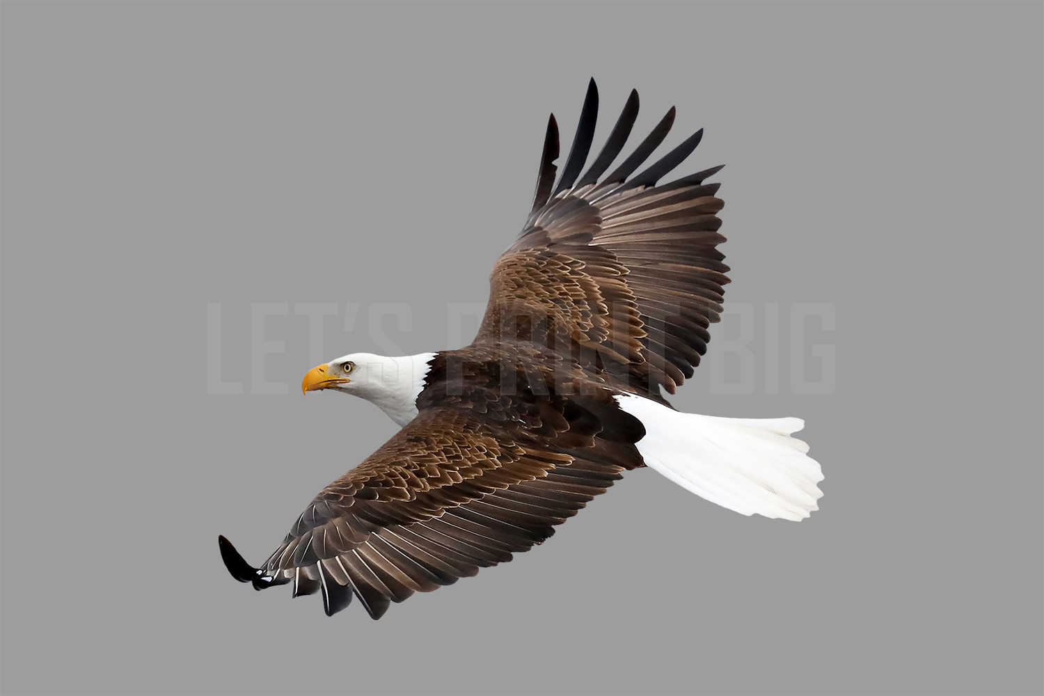 Bald Eagle 2 Large Wall Decal
