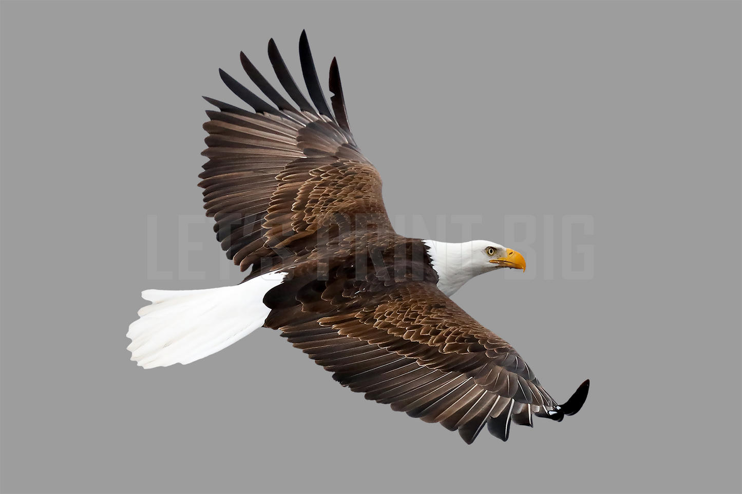 Bald Eagle 2 Reversed Large Wall Decal