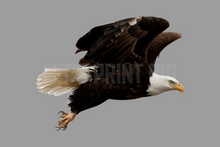 Bald Eagle 3 Large Wall Decal