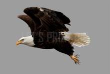 Bald Eagle 3 Reversed Large Wall Decal