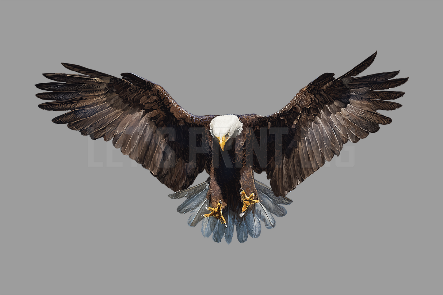 Bald Eagle 4 Large Wall Eagles Decals Indoors or Outdoors