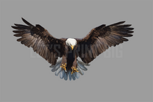 Bald Eagle 4 Reversed Large Wall Decal