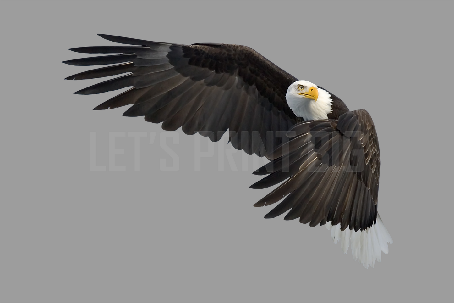 Bald Eagle 5 Large Wall Decal