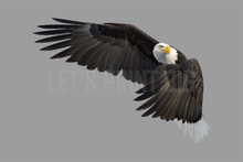 Bald Eagle 5 Large Wall Decal