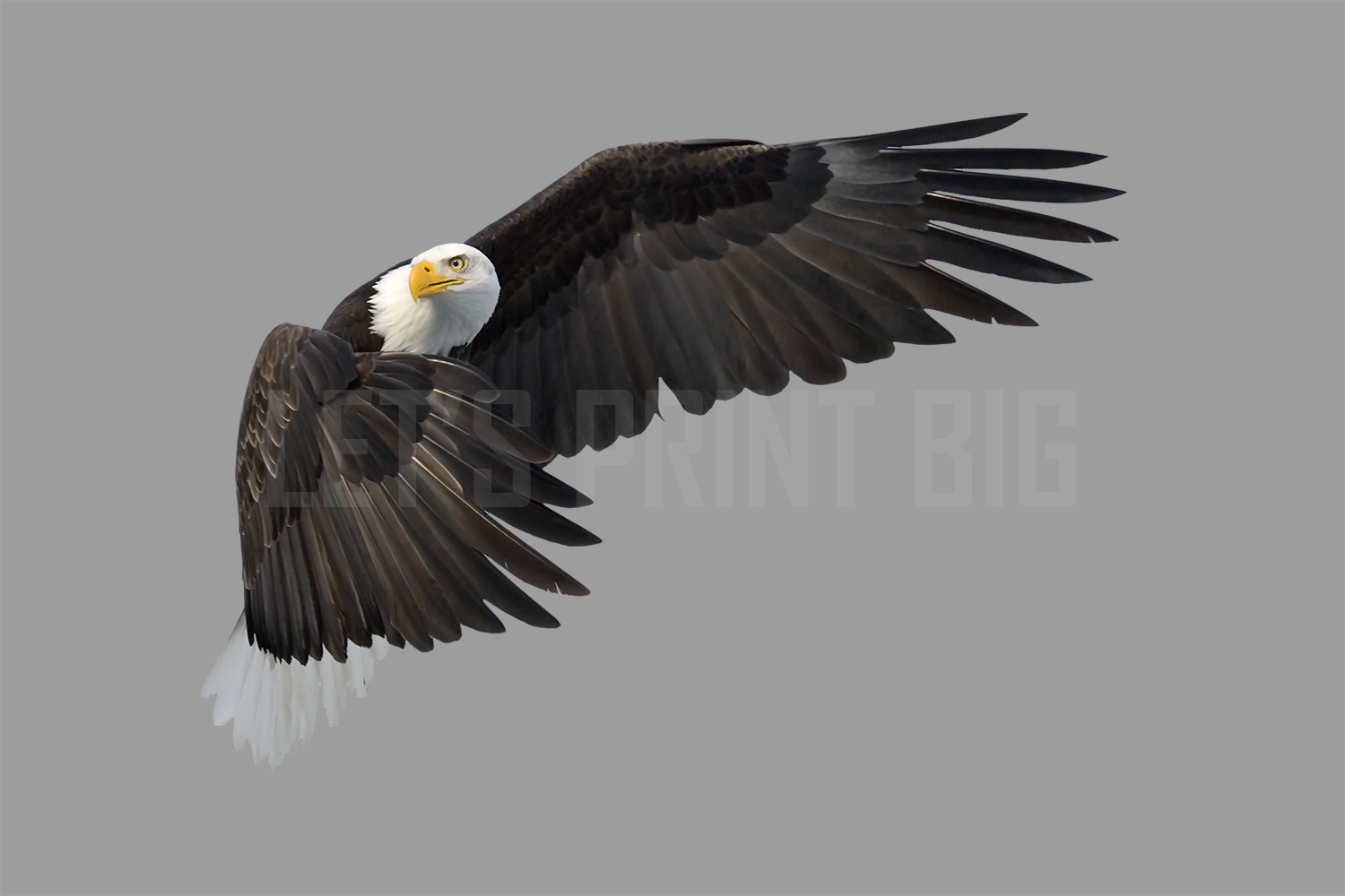 Bald Eagle 5 Reversed Large Wall Decal