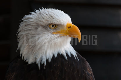 Bald Eagle Art Mural Wallpaper
