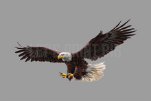 American Bald Eagle Decals of eagles Indoors or Outdoors