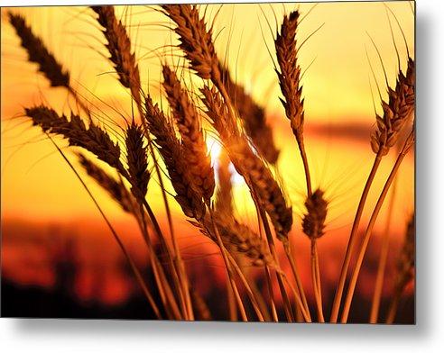Ears Of Wheat In The Field. Evening Light - Metal Print