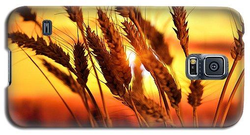 Ears Of Wheat In The Field. Evening Light - Phone Case