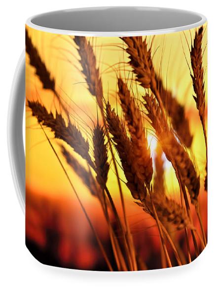Ears Of Wheat In The Field. Evening Light - Coffee Mug