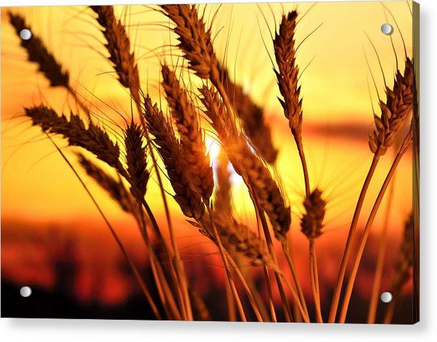 Ears Of Wheat In The Field. Evening Light - Acrylic Print
