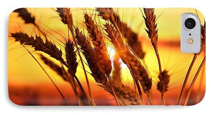 Ears Of Wheat In The Field. Evening Light - Phone Case