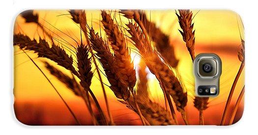 Ears Of Wheat In The Field. Evening Light - Phone Case