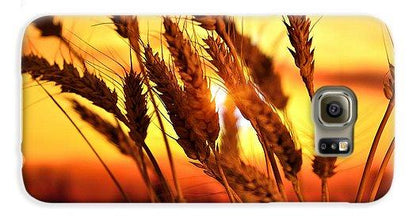 Ears Of Wheat In The Field. Evening Light - Phone Case