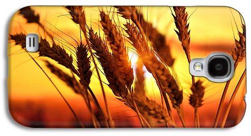 Ears Of Wheat In The Field. Evening Light - Phone Case