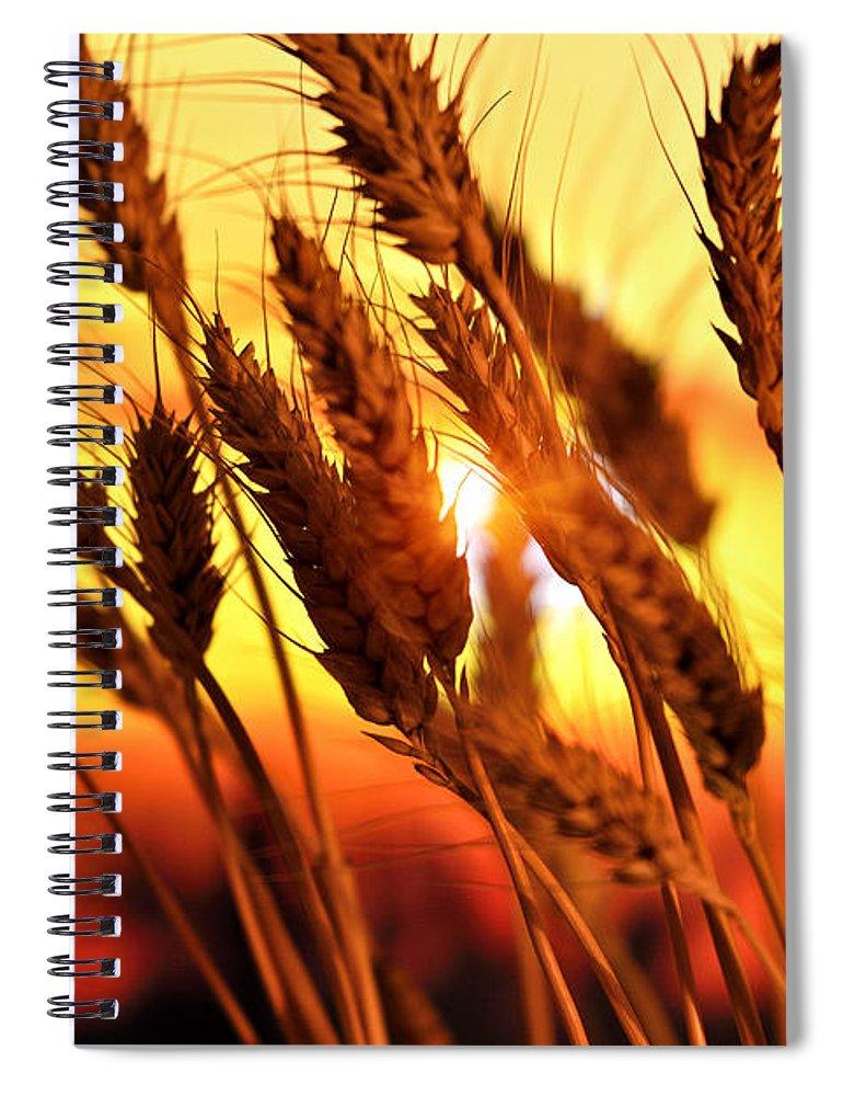 Ears Of Wheat In The Field. Evening Light - Spiral Notebook