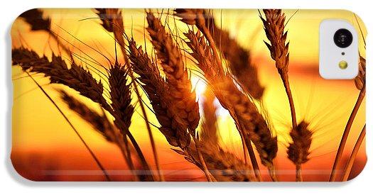 Ears Of Wheat In The Field. Evening Light - Phone Case