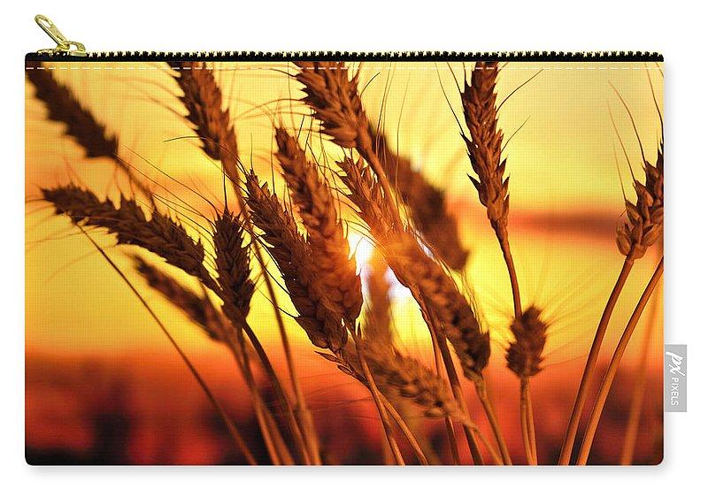 Ears Of Wheat In The Field. Evening Light - Carry-All Pouch
