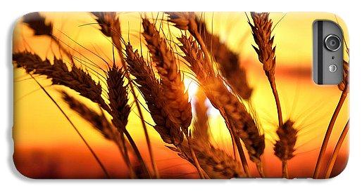 Ears Of Wheat In The Field. Evening Light - Phone Case
