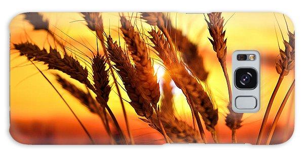 Ears Of Wheat In The Field. Evening Light - Phone Case