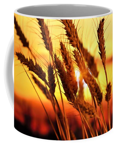 Ears Of Wheat In The Field. Evening Light - Coffee Mug