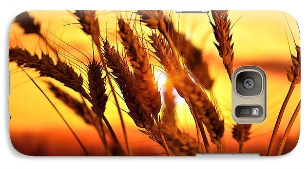 Ears Of Wheat In The Field. Evening Light - Phone Case