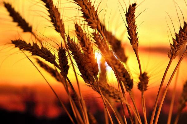 Ears Of Wheat In The Field. Evening Light - Art Print