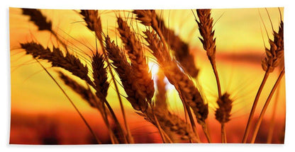 Ears Of Wheat In The Field. Evening Light - Beach Towel