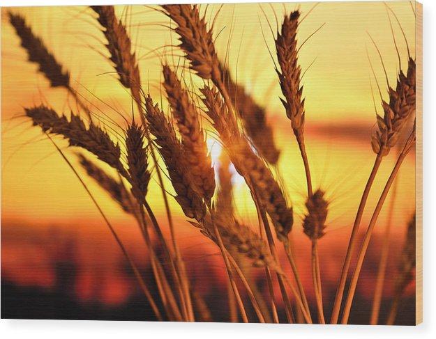 Ears Of Wheat In The Field. Evening Light - Wood Print