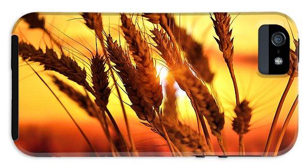 Ears Of Wheat In The Field. Evening Light - Phone Case