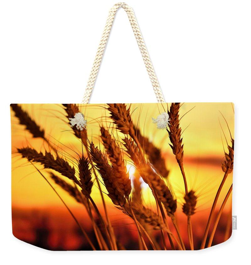 Ears Of Wheat In The Field. Evening Light - Weekender Tote Bag