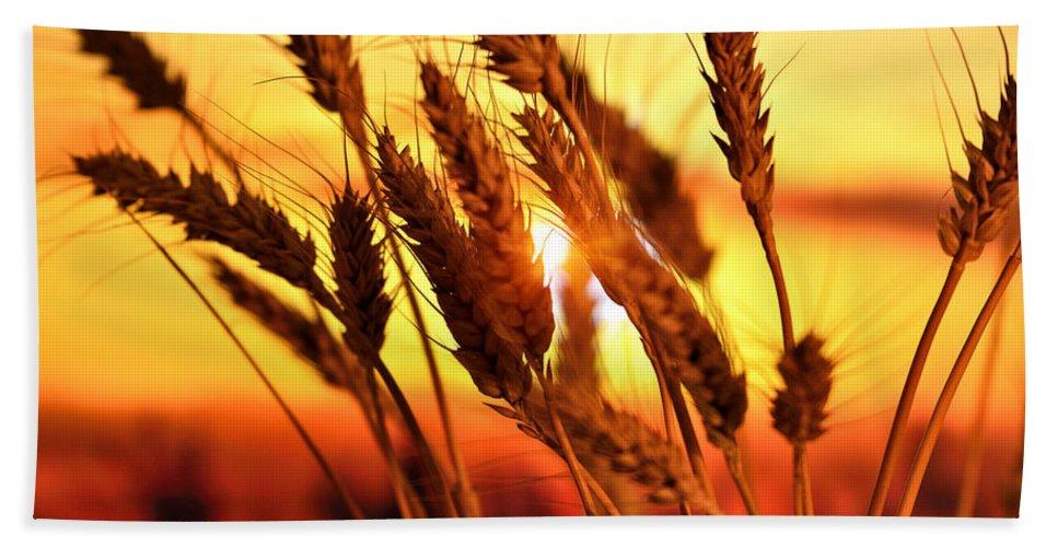 Ears Of Wheat In The Field. Evening Light - Beach Towel