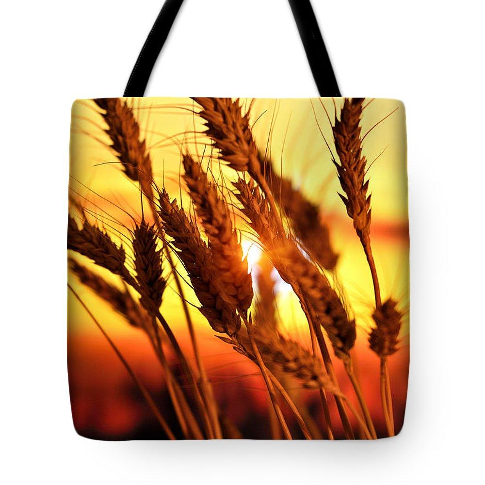 Ears Of Wheat In The Field. Evening Light - Tote Bag