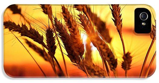 Ears Of Wheat In The Field. Evening Light - Phone Case
