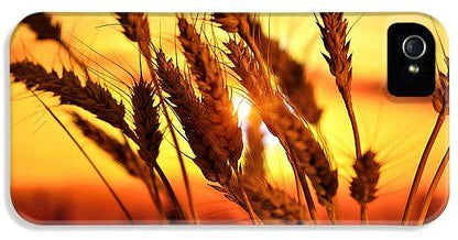 Ears Of Wheat In The Field. Evening Light - Phone Case