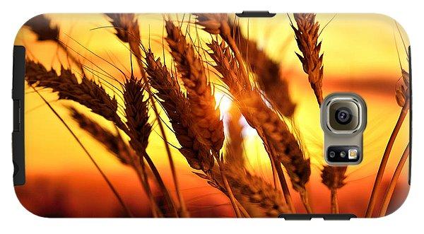 Ears Of Wheat In The Field. Evening Light - Phone Case