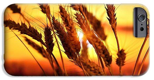 Ears Of Wheat In The Field. Evening Light - Phone Case