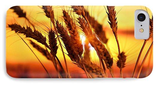 Ears Of Wheat In The Field. Evening Light - Phone Case