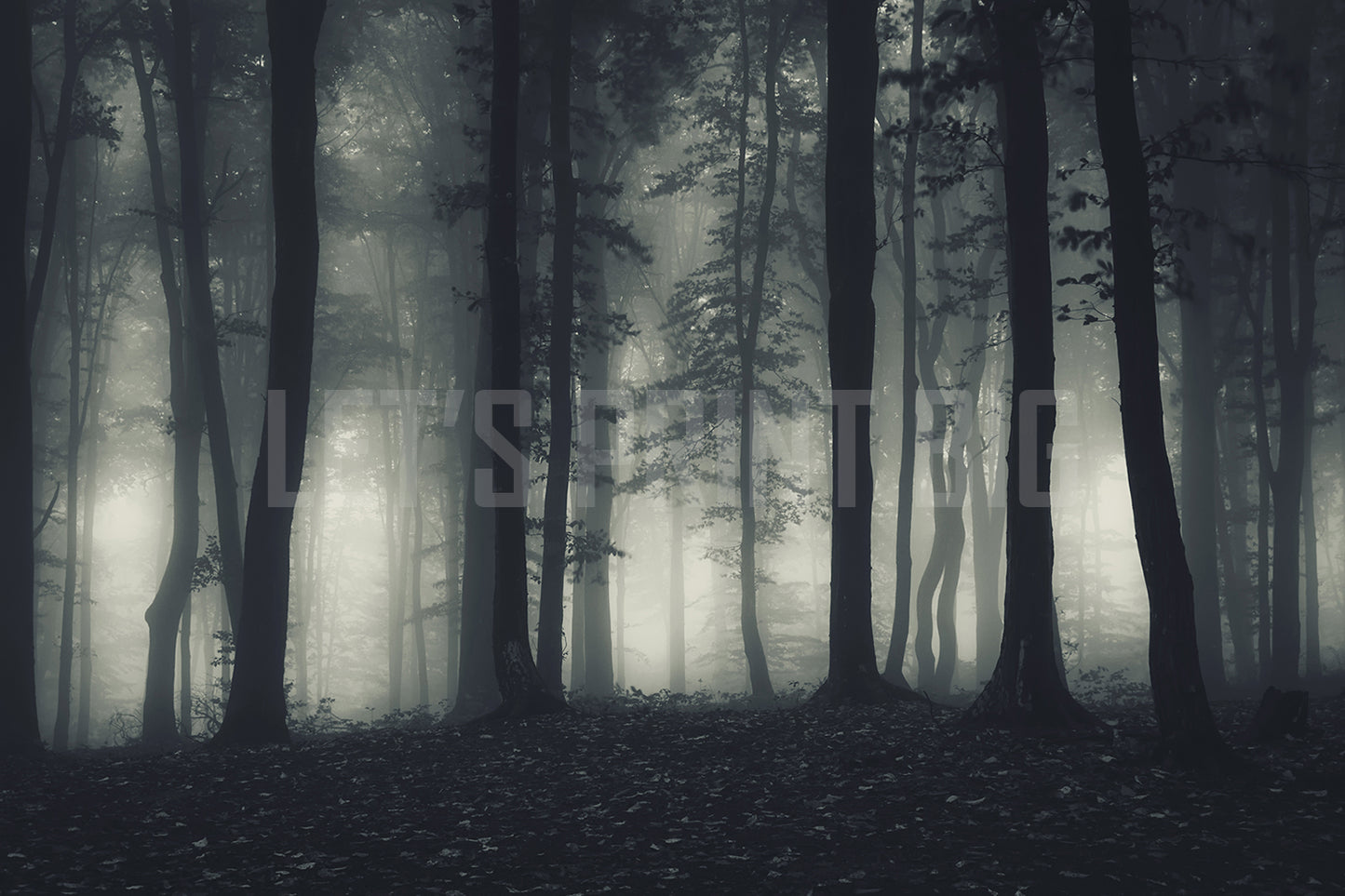 Eerie Trees Fog Scary Wallpapers Custom Designed Mural