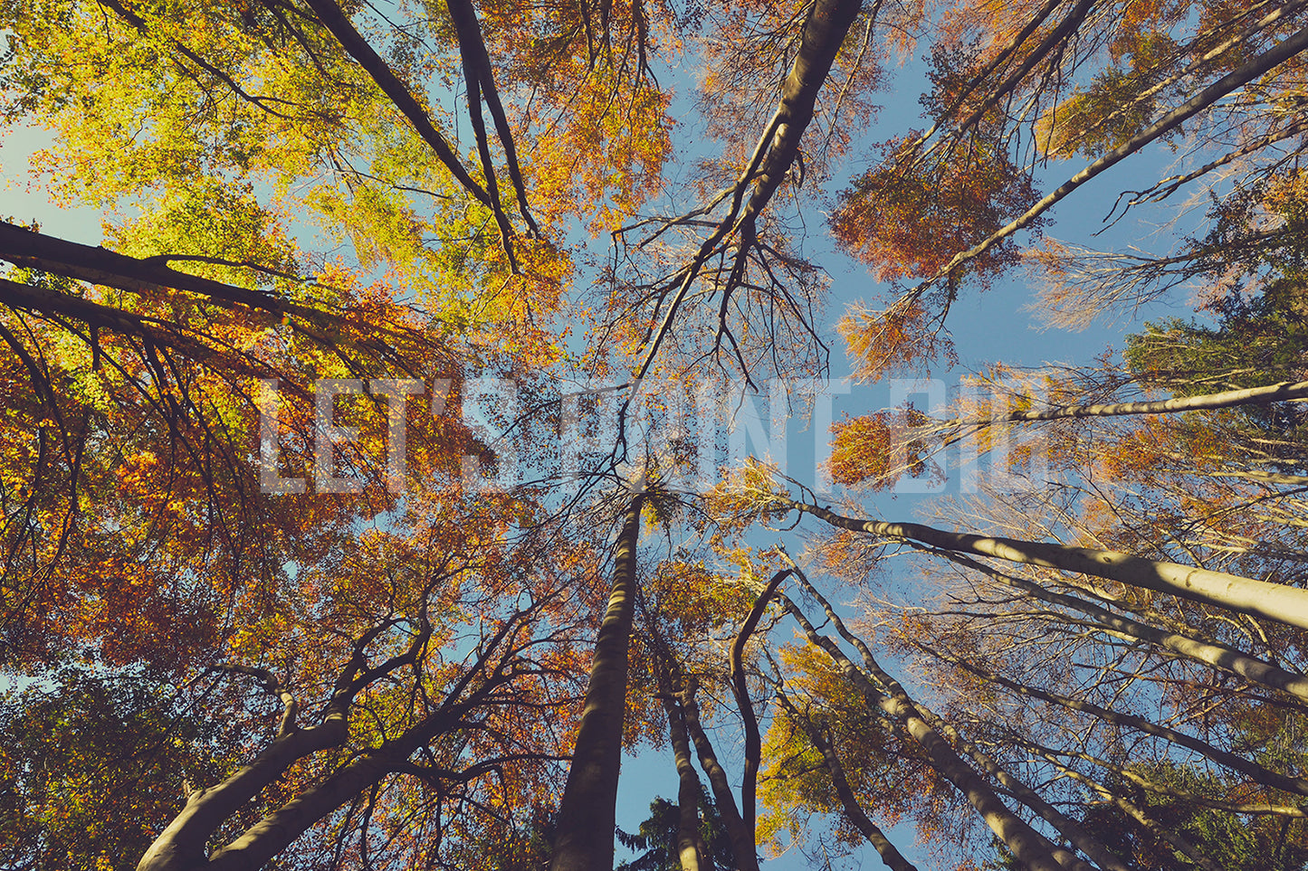 Fall Colors Leaves C Custom Designed Wallpaper