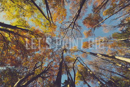 Fall Colors Leaves C Custom Designed Wallpaper